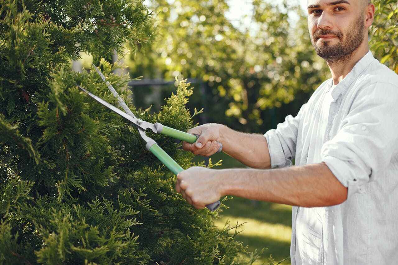 Professional Tree Service in Wells, MN